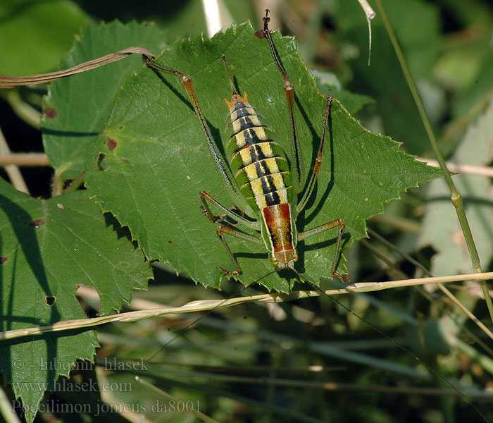 Poecilimon jonicus