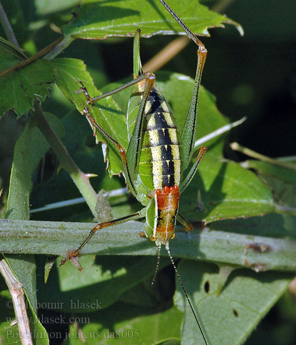 Poecilimon jonicus