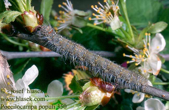 Poecilocampa populi December Moth Kleine Pappelglucke