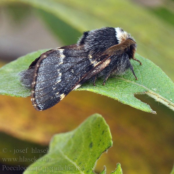 December Moth Kleine Pappelglucke Bourovec topolový