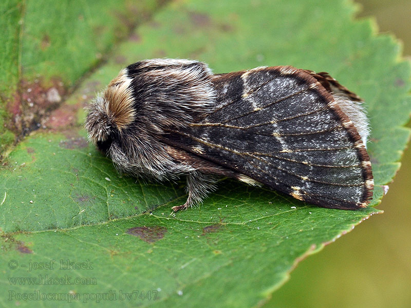 Zwarte herfstspinner Poecilocampa populi