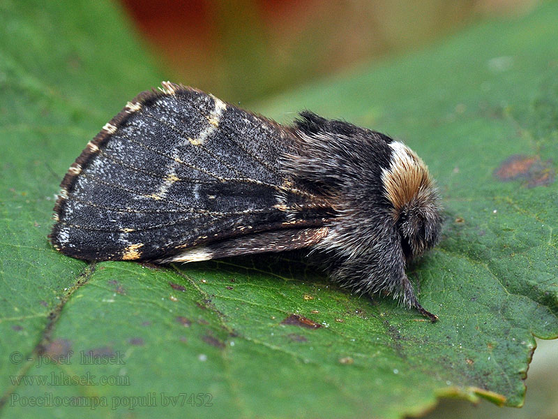 Poppelspinder Poecilocampa populi