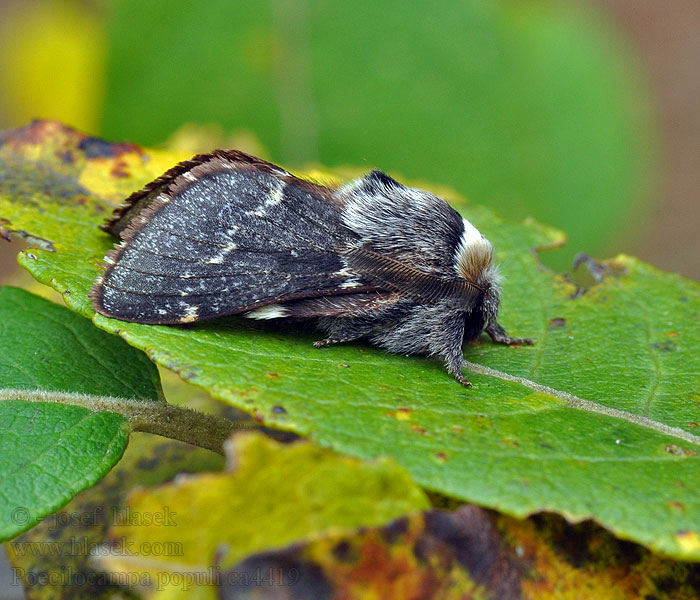 Kleine Pappelglucke Poecilocampa populi