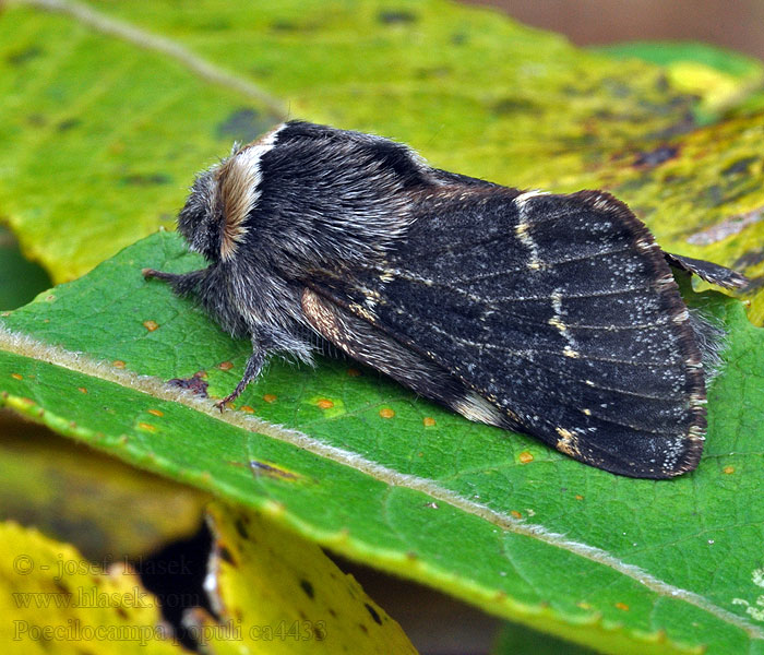 Bourovec topolový Poecilocampa populi