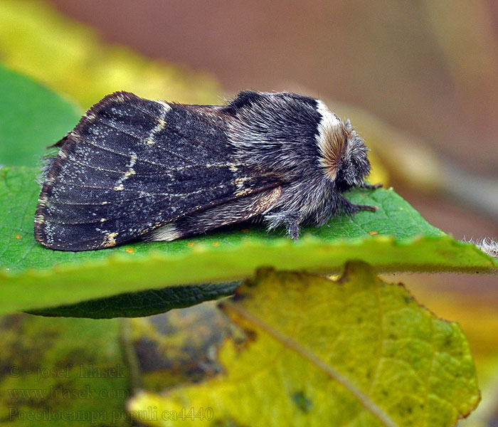 Коконопряд тополевый Poecilocampa populi