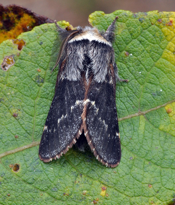 Barczatka osinówka Poecilocampa populi