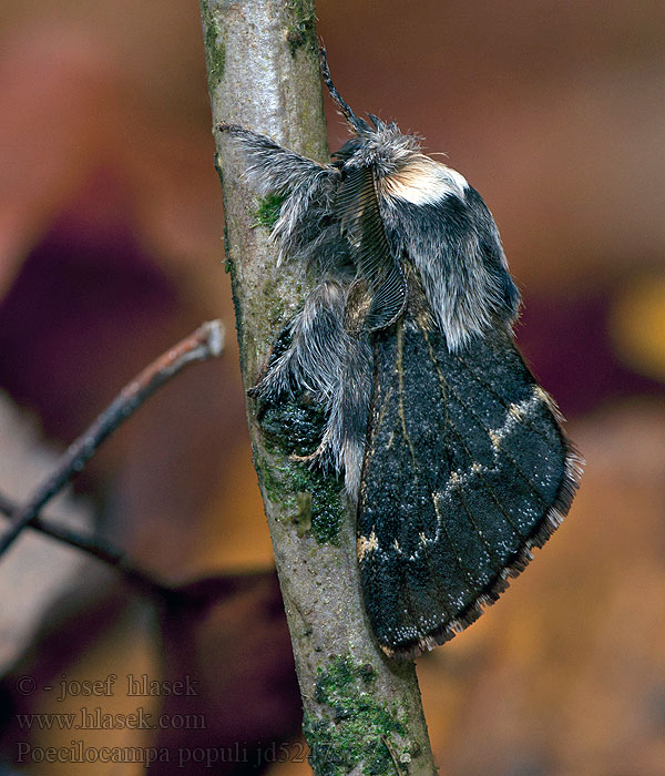 Bourovec topolový Коконопряд тополевый Poecilocampa populi