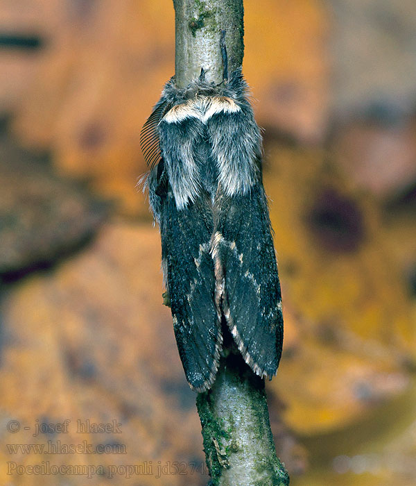 December Moth Kleine Pappelglucke Poecilocampa populi