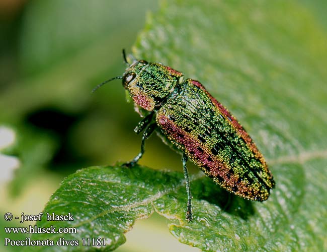 Poecilonota dives 11181 DE: Großer Weidenprachtkäfer SYN: Lampra Scintillatrix