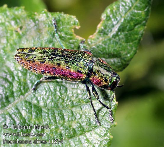 Poecilonota dives 11874 DE: Großer Weidenprachtkäfer SYN: Lampra Scintillatrix