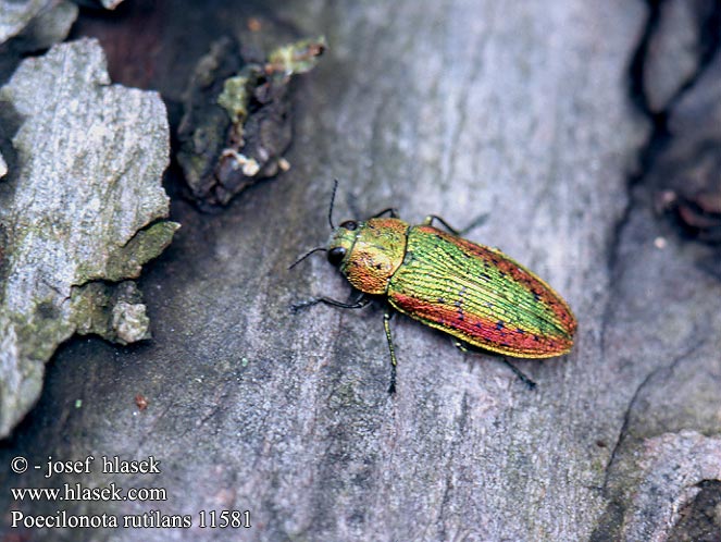 Poecilonota rutilans 11581 UK: Linden burncow FR: Bupreste du Tilleul HU: Hársfa díszbogár DE: Lindenprachtkäfer SK: krasoň lipový CZ: Krasec lipový SYN: Lampra Ovalisia rutilans LT: Liepinis blizgiavabalis