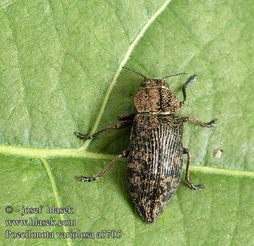 Poecilonota variolosa a3705 DE: Pappelprachtkäfer Espen-Prachtkäfer