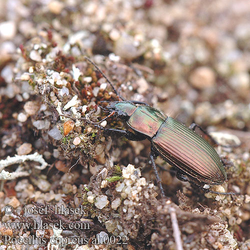 Poecilus cupreus Pterostichus Střevlíček měděný Kupferfarbener Buntgrabläufer