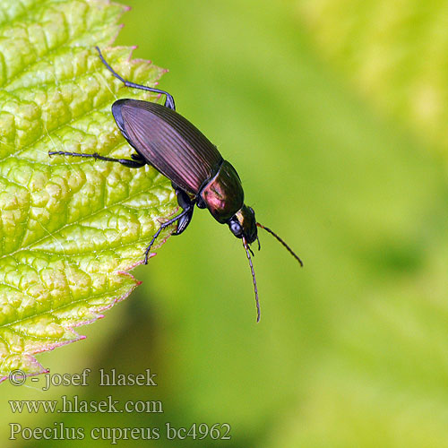 Pterostichus cupreus Poecilus Střevlíček měděný Kupferfarbener Buntgrabläufer