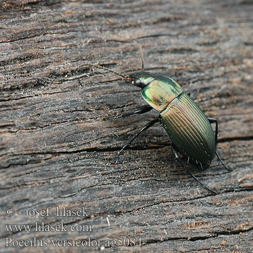 Poecilus versicolor ag5084