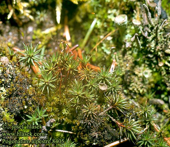 Pogonatum alpestre