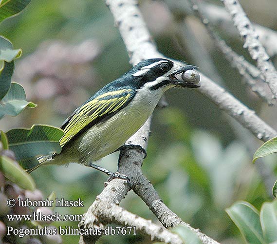 Pogoniulus bilineatus Swartblestinker Kitororo Kiuno-njano Vousák zlatoocasý žlutokostřecový Gulgumpet Tinkerfugl Glodbürzel-Bartvogel Barbet Goldenrumped Tinker Golden-rumped Barbudito Culigualdo Gitano Lomo Amarillo Kultaperäseppä Mustaleukaseppä Barbion croupion doré jaune Petit Barbu Barbatula groppone giallo Barbettino groppagialla キゴシヒメゴシキドリ Geelstuit-ketellapper Gulgump-kobberslager Gulgumpkopperslager Wąsaczek złotorzytny żółtorzytny Barbadinho uropigio aramelo Barbadinho-de-uropigio-aramelo Fuzáň žltotrtáčový