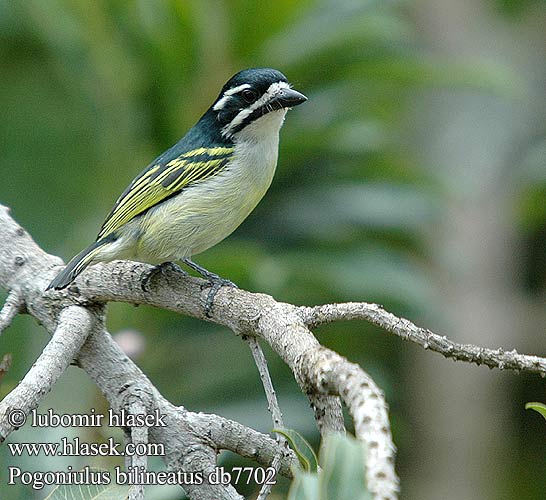 Gulgumpet Tinkerfugl Glodbürzel-Bartvogel Barbet Goldenrumped Tinker Golden-rumped Barbudito Culigualdo Gitano Lomo Amarillo Kultaperäseppä Mustaleukaseppä Barbion croupion doré jaune Petit Barbu Barbatula groppone giallo Barbettino groppagialla キゴシヒメゴシキドリ Geelstuit-ketellapper Gulgump-kobberslager Gulgumpkopperslager Wąsaczek złotorzytny żółtorzytny Barbadinho uropigio aramelo Barbadinho-de-uropigio-aramelo Fuzáň žltotrtáčový Pogoniulus bilineatus Swartblestinker Kitororo Kiuno-njano Vousák zlatoocasý žlutokostřecový