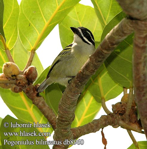 Pogoniulus bilineatus db8960