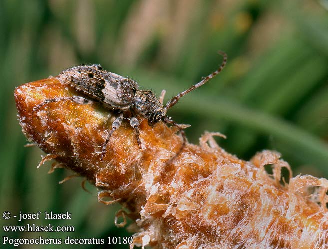 Pogonocherus decoratus 1018