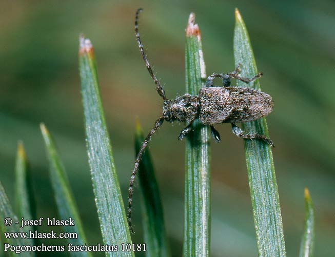 Tesařík přeslenový Pogonocherus fasciculatus