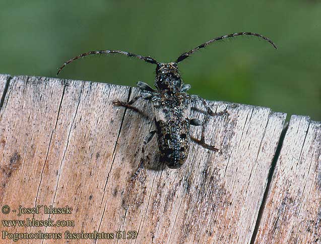 Zwartkruin-borstelboktor Kozulka sosnówka Pogonocherus fasciculatus