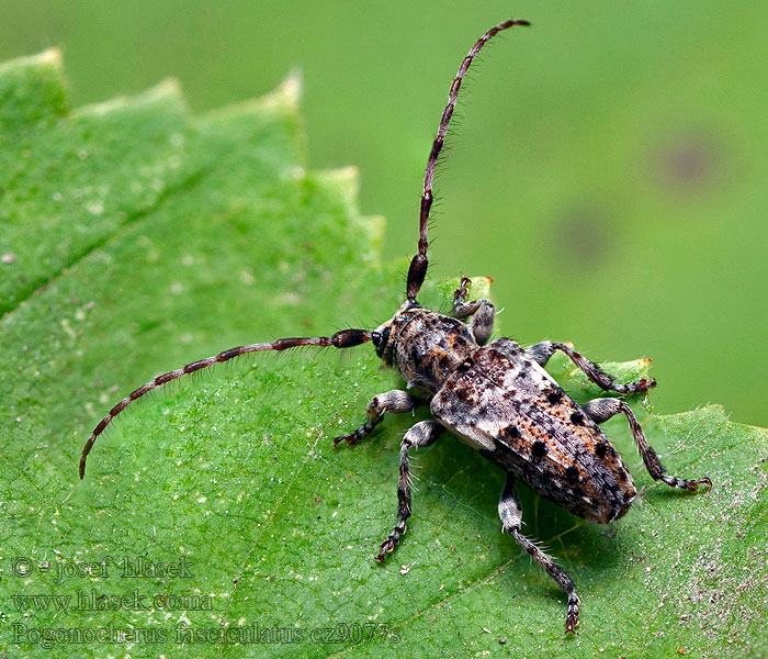 Tesařík přeslenový Pogonocherus fasciculatus