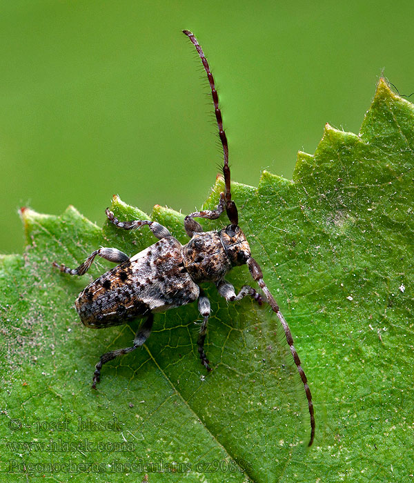 Усач сосновых вершин Större tallkvistbock Pogonocherus fasciculatus