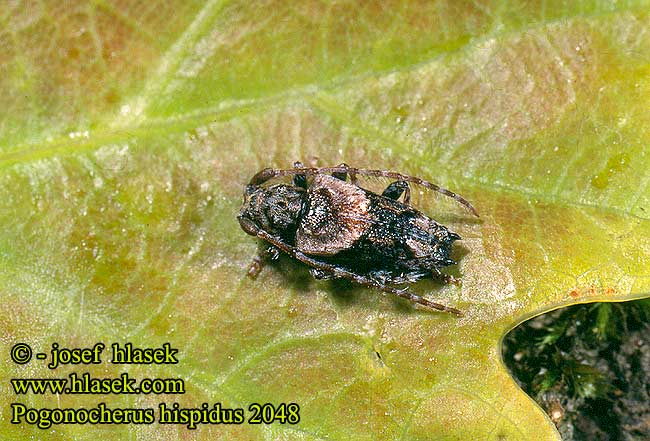 Pogonocherus hispidus 2048