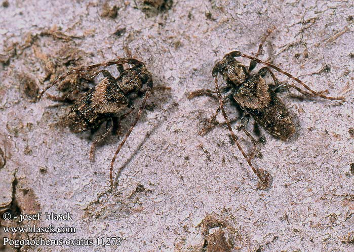 Pogonocherus ovatus 11273