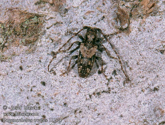 Dunkelbindiger Büschelflügelbock Pogonocherus ovatus 11274