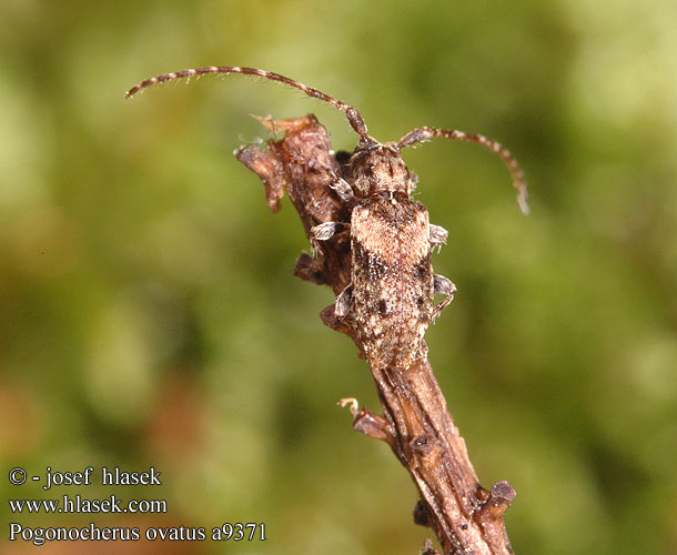 Pogonocherus ovatus a9371