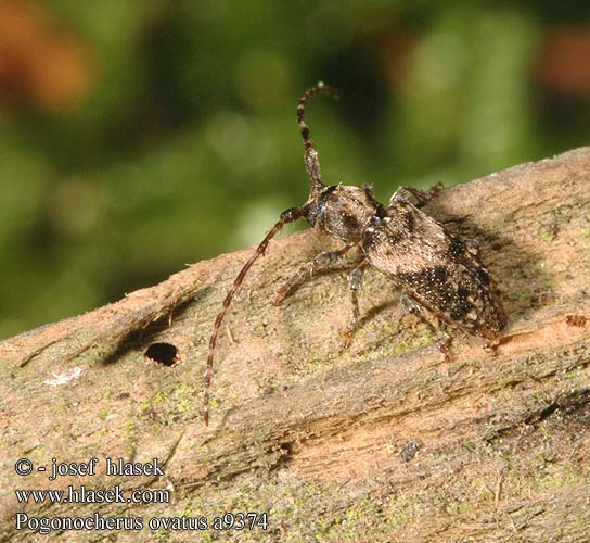 Dunkelbindiger Büschelflügelbock Pogonocherus ovatus