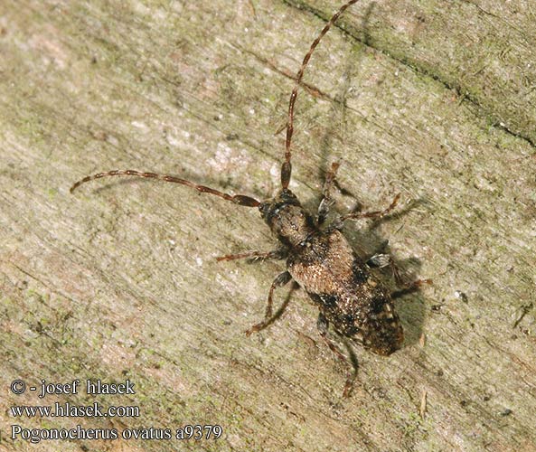 Pogonocherus ovatus a9379