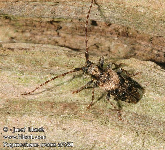 Dunkelbindiger Büschelflügelbock Pogonocherus ovatus