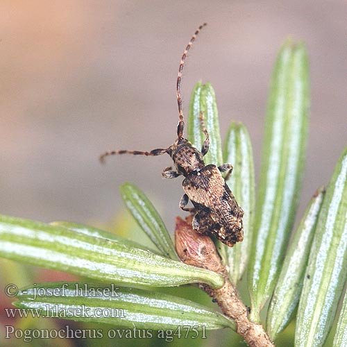 Pogonocherus ovatus ag4751