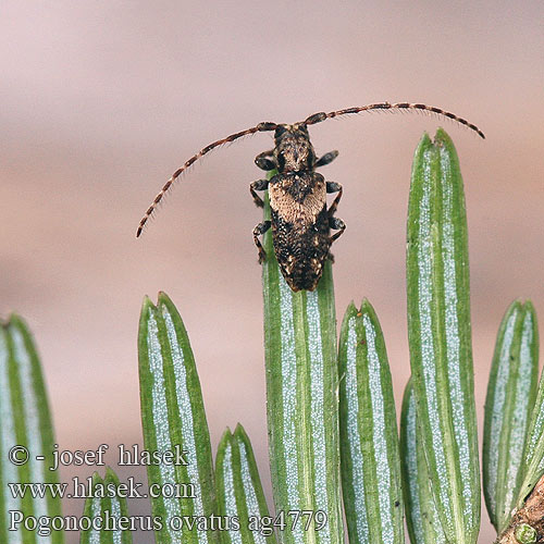 Dunkelbindiger Büschelflügelbock Pogonocherus ovatus ag4779