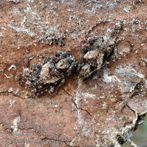 Dunkelbindiger Büschelflügelbock Pogonocherus ovatus