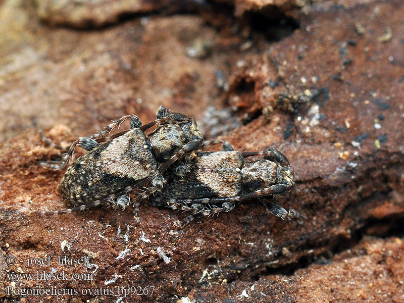 Pogonocherus ovatus Dunkelbindiger Büschelflügelbock