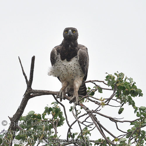 Polemaetus bellicosus bb7643