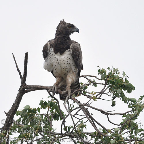 Polemaetus bellicosus bb7654