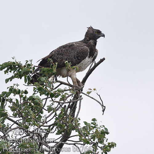 Polemaetus bellicosus bb7663