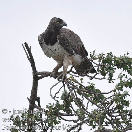 Polemaetus bellicosus bb7672