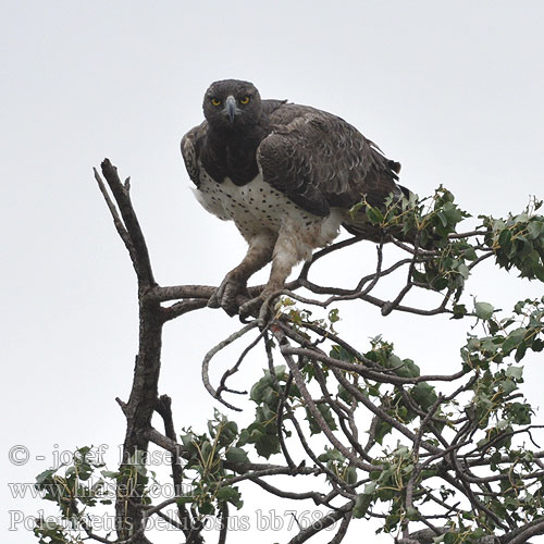 Polemaetus bellicosus bb7685