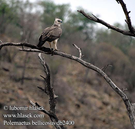 Polemaetus bellicosus Hieraaetus Polemaeetus Martial Eagle