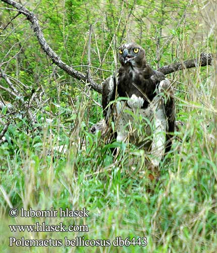 Martial Eagle Marshall Kampørn Aigle martial Vechtarend