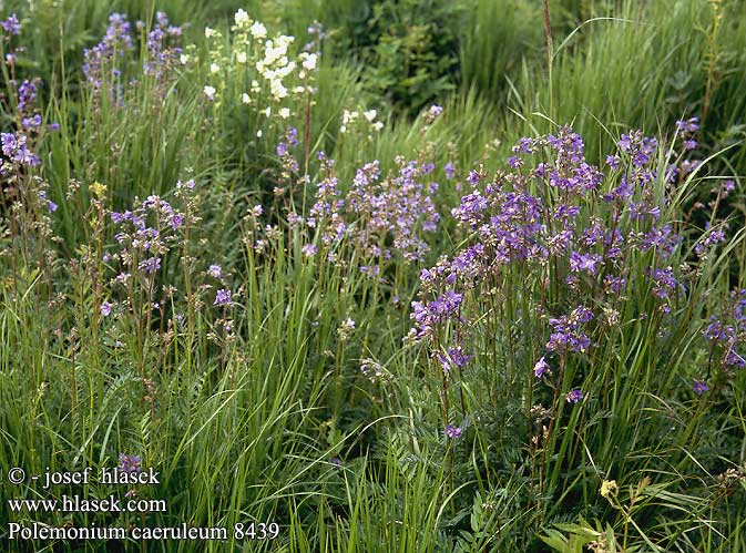 Polemonium caeruleum