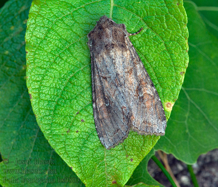 Polia bombycina Můra jehlicová Hauhechel-Garteneule