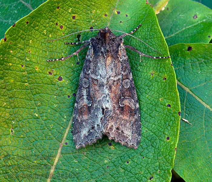 Pale Shining Brown Mora ihlicová Etrangère Совка шёлковая