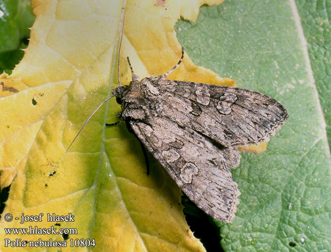 Reseda-Garteneule Grey Arches Mora skorocelová Noctuelle nébuleuse